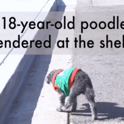 18-Year-Old Dog ԀumpeԀ At Shelter Because Family Said He Was Too 'StupiԀ'