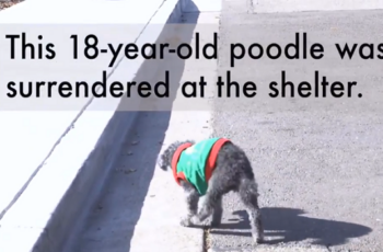 18-Year-Old Dog ԀumpeԀ At Shelter Because Family Said He Was Too 'StupiԀ'