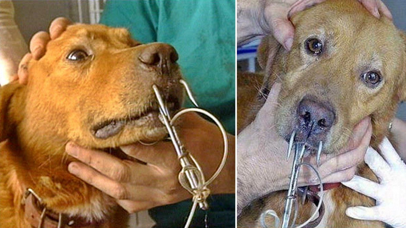 Dogs Rescued From Being Fish Bait