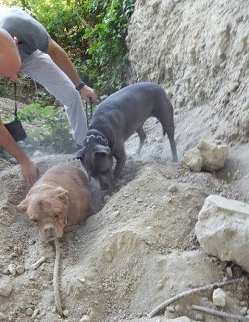 Man Saves A Bull Mastiff Who Was Buried In Dirt And Left To Die 2