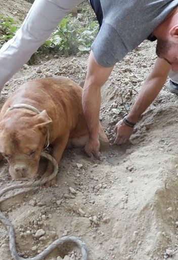 Man Saves A Bull Mastiff Who Was Buried In Dirt And Left To Die 3