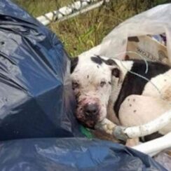 A.b.u.s.e.d Dog Was Dumped In A Pile Of Trash – Could Barely Lift His Head When Rescuers Find Him