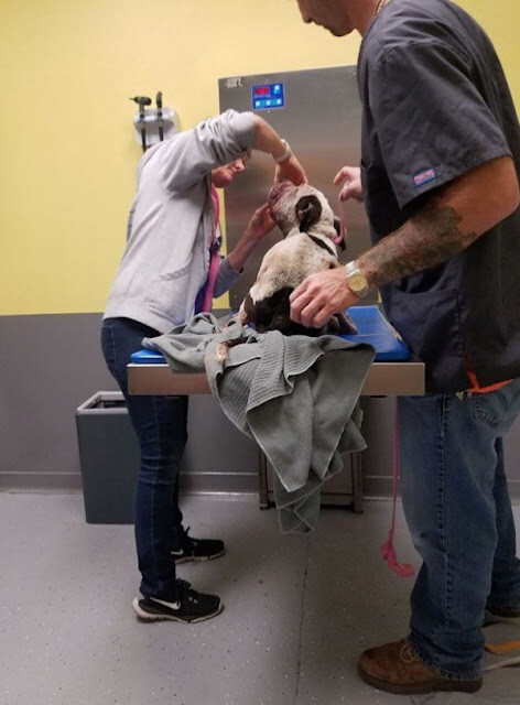 A.b.u.s.e.d Dog Was Dumped In A Pile Of Trash – Could Barely Lift His Head When Rescuers Find Him