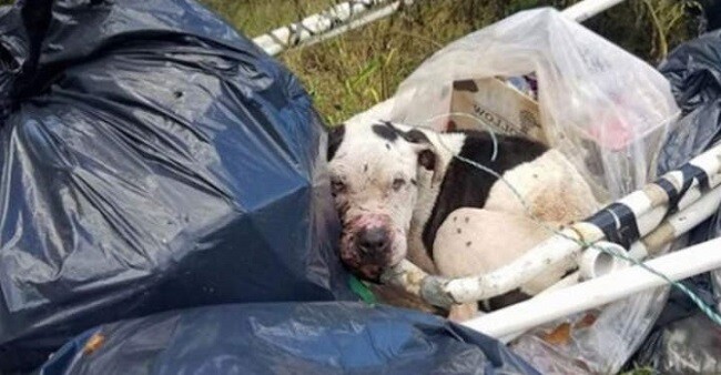 A.b.u.s.e.d Dog Was Dumped In A Pile Of Trash – Could Barely Lift His Head When Rescuers Find Him