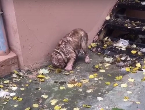 A.ban.doned Bulldog Forced To Live In The Streets With Severe Mange