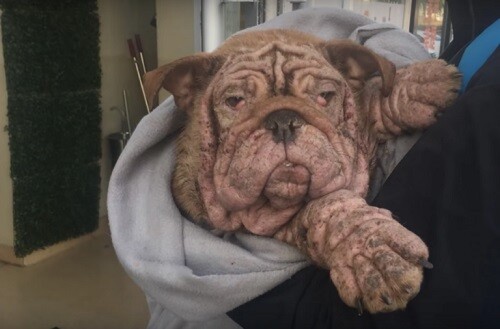 A.ban.doned Bulldog Forced To Live In The Streets With Severe Mange
