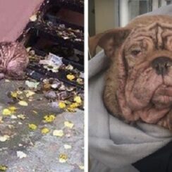 A.ban.doned Bulldog Forced To Live In The Streets With Severe Mange