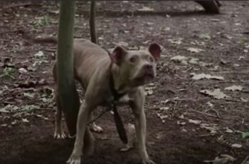 Abandoned Pit Bull Tied Up to Tree For Days Learning to Trust Again