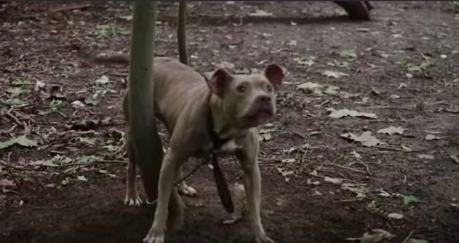 Abandoned Pit Bull Tied Up to Tree For Days Learning to Trust Again
