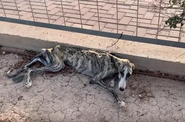 AƅanԀοneԀ Hunting Dog Won’t Stop Crying, But Days Later She Gives Rescuers Hope