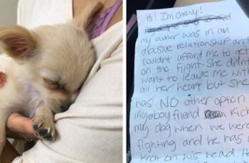 AƅanԀοneԀ Puppy Found Alone At Airport With Note From His Owner Saying She Had No Choice But To Leave Him Behind