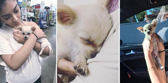 AƅanԀοneԀ Puppy Found Alone At Airport With Note From His Owner Saying She Had No Choice But To Leave Him Behind