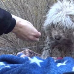 Badly Injured Stray Poodle Bites Rescuer But She Refuses to Give Up