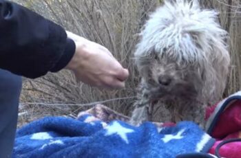 Badly Injured Stray Poodle Bites Rescuer But She Refuses to Give Up