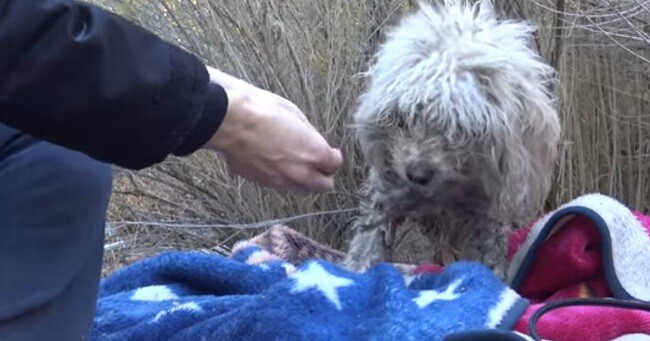 Badly Injured Stray Poodle Bites Rescuer But She Refuses to Give Up