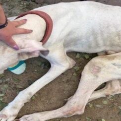 Blind Dog, So Thin And Neglected, His Owner Said He Wouldn't Eat – But That's Not The Truth!