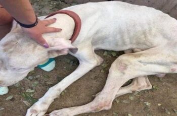 Blind Dog, So Thin And Neglected, His Owner Said He Wouldn't Eat – But That's Not The Truth!