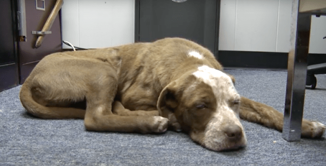 D.y.i.n.g Puppy Rescued and Sent To Prison, Now Spends Her Days Helping Inmates