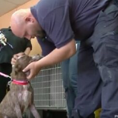 D.y.i.n.g Puppy Rescued and Sent To Prison, Now Spends Her Days Helping Inmates