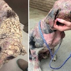 Depressed Dog With "Potato Chip-Like Scales" Looks Completely Unrecognizable After He's Rescued