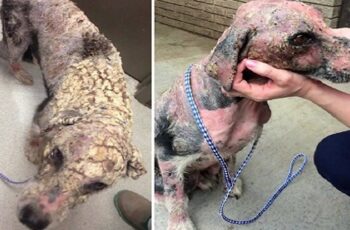 Depressed Dog With "Potato Chip-Like Scales" Looks Completely Unrecognizable After He's Rescued