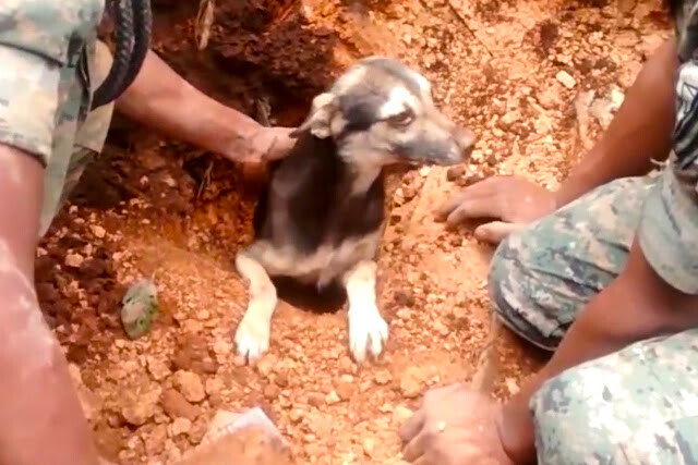 Dog Buried Alive By Mudslide Rescued After People Hear Him Barking
