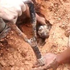 Dog Buried Alive By Mudslide Rescued After People Hear Him Barking