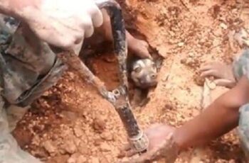 Dog Buried Alive By Mudslide Rescued After People Hear Him Barking