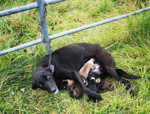 Dog Found Chained To A Gate While Nursing Six Puppies