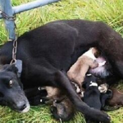 Dog Found Chained To A Gate While Nursing Six Puppies