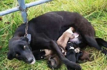 Dog Found Chained To A Gate While Nursing Six Puppies