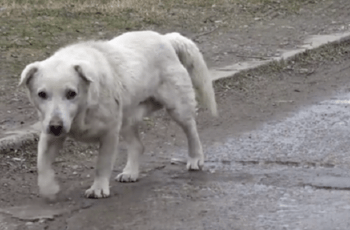 Dog Left Heartbroken After Reuniting With Owner Who Didn’t Want Him Anymore