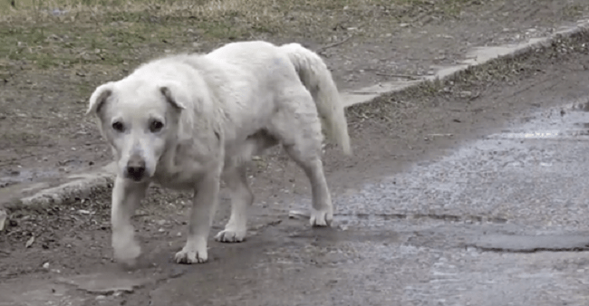 Dog Left Heartbroken After Reuniting With Owner Who Didn’t Want Him Anymore
