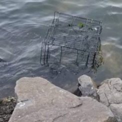 Dog Spots Cage Half-Submerged In Water, Hears Whimpering & Leaps In To Save A Life