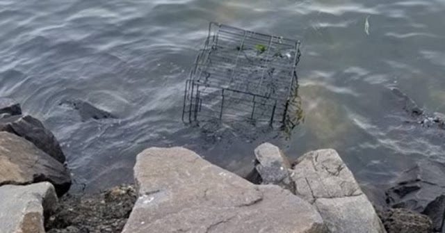 Dog Spots Cage Half-Submerged In Water, Hears Whimpering & Leaps In To Save A Life