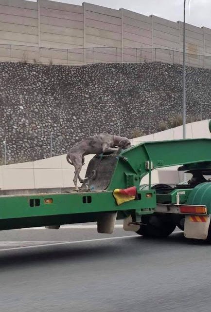 Dog Spotted Tied To Semi-Trailer On Highway Causes Outrage Among Animal Lovers