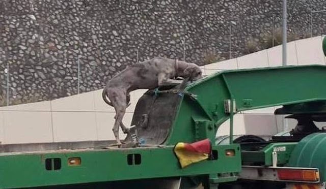 Dog Spotted Tied To Semi-Trailer On Highway Causes Outrage Among Animal Lovers