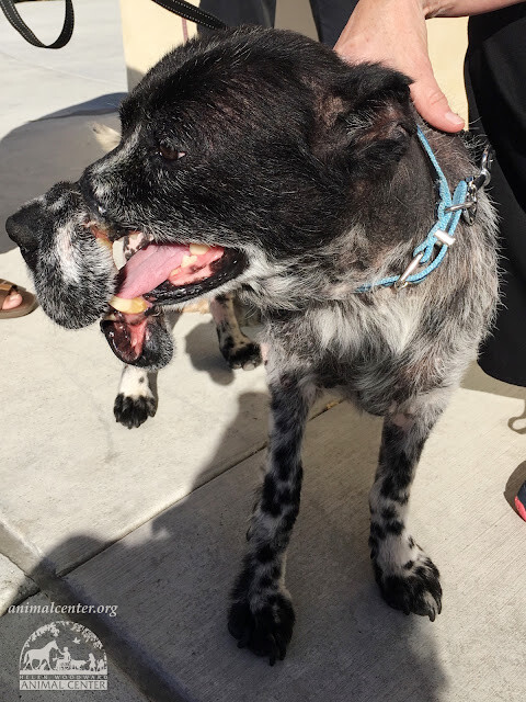 Dog Who Was Ԁeformed By ƈrueƖ Wire Muzzle Now Has a Home – And Look How Happy He Is