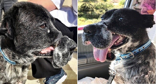 Dog Who Was Ԁeformed By ƈrueƖ Wire Muzzle Now Has a Home – And Look How Happy He Is