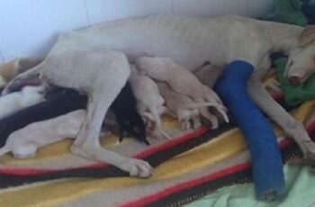 Dog With Broken Leg Leads Vets Two Miles To Her Puppies