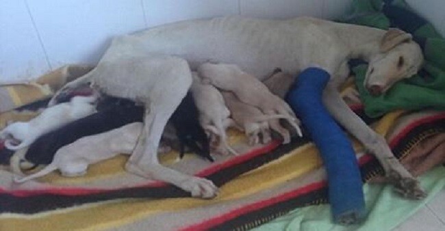 Dog With Broken Leg Leads Vets Two Miles To Her Puppies