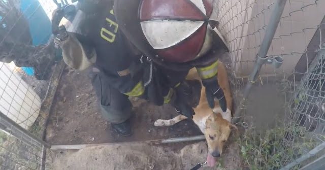 Dramatic Footage Captures Firefighters Saving Dog From Burning Kennel