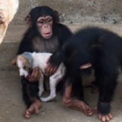 Dying Puppy Rescued From Roadside Makes Amazing Recovery At Chimp Sanctuary