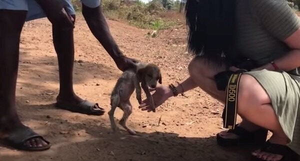 Dying Puppy Rescued From Roadside Makes Amazing Recovery At Chimp Sanctuary