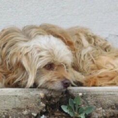 Feral Dog Found At Gas Station Learns To Love And Live With Humans