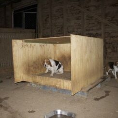 Frightened Puppy Mill Dog Hides Her Puppies In The Wall To Keep Them Safe