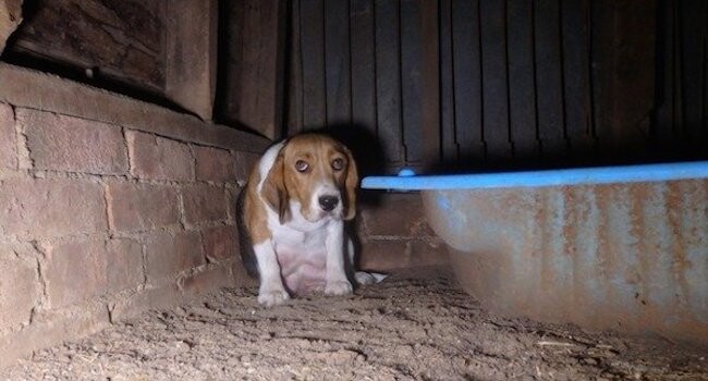 Frightened Puppy Mill Dog Hides Her Puppies In The Wall To Keep Them Safe