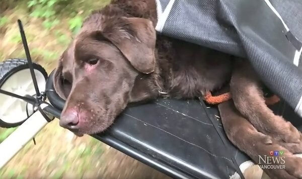 Hikers Rescue Injured Dog Stuck On Mountain For 4 Days After Owner Posts Plea On Facebook