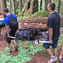 Hikers Rescue Injured Dog Stuck On Mountain For 4 Days After Owner Posts Plea On Facebook