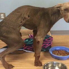 Hit by a Car While Eating Road K.i.l.l, Spencer Recovers and Waits for His Forever Home